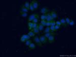 L1TD1 Antibody in Immunocytochemistry (ICC/IF)