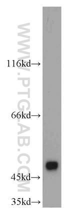 ASZ1 Antibody in Western Blot (WB)