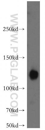ATP8A1 Antibody in Western Blot (WB)