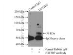 CYP24A1 Antibody in Immunoprecipitation (IP)