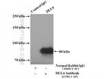 DLL4 Antibody in Immunoprecipitation (IP)