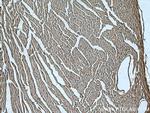 UNC45B Antibody in Immunohistochemistry (Paraffin) (IHC (P))