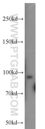 UNC45B Antibody in Western Blot (WB)