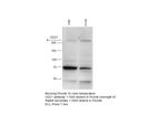 ODZ1 Antibody in Western Blot (WB)