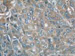 NEDD4 Antibody in Immunohistochemistry (Paraffin) (IHC (P))