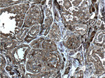 Thyroglobulin Antibody in Immunohistochemistry (Paraffin) (IHC (P))