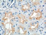 SLC13A2 Antibody in Immunohistochemistry (Paraffin) (IHC (P))