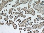 pregnancy zone protein Antibody in Immunohistochemistry (Paraffin) (IHC (P))