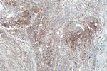 GLUT1 Antibody in Immunohistochemistry (Paraffin) (IHC (P))