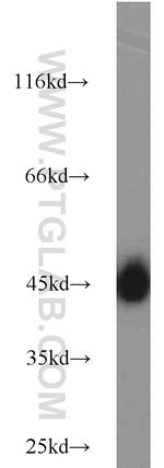 GLUT1 Antibody in Western Blot (WB)