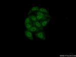 RBM7 Antibody in Immunocytochemistry (ICC/IF)