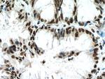 RBM7 Antibody in Immunohistochemistry (Paraffin) (IHC (P))