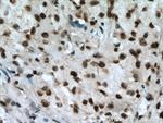 RBM7 Antibody in Immunohistochemistry (Paraffin) (IHC (P))