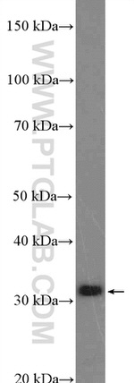 RBM7 Antibody in Western Blot (WB)