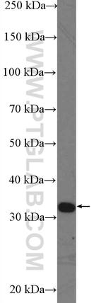 RBM7 Antibody in Western Blot (WB)