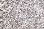 PVRL4 Antibody in Immunohistochemistry (Paraffin) (IHC (P))