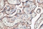 PVRL4 Antibody in Immunohistochemistry (Paraffin) (IHC (P))