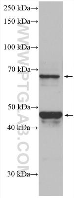 PVRL4 Antibody in Western Blot (WB)