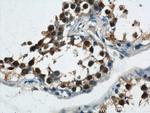 ZBTB38 Antibody in Immunohistochemistry (Paraffin) (IHC (P))