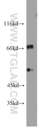SNX18 Antibody in Western Blot (WB)
