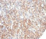 Fibrillin-1 (FBN1) (Marfan Syndrome Marker) Antibody in Immunohistochemistry (Paraffin) (IHC (P))