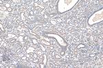 NFATC2 Antibody in Immunohistochemistry (Paraffin) (IHC (P))