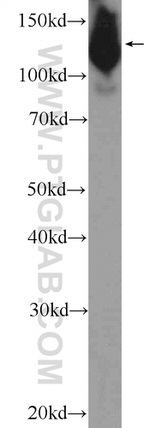 NFATC2 Antibody in Western Blot (WB)