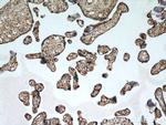 ARPC5L Antibody in Immunohistochemistry (Paraffin) (IHC (P))