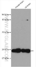 ARPC5L Antibody in Western Blot (WB)