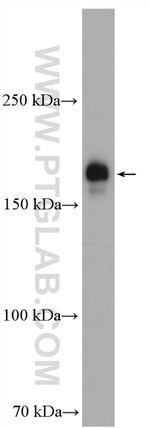 PIK3C2A Antibody in Western Blot (WB)