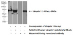 Ubiquilin 1 Antibody in Western Blot (WB)