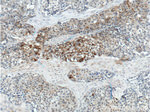 FUT4 Antibody in Immunohistochemistry (Paraffin) (IHC (P))