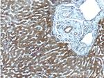 G6PC Antibody in Immunohistochemistry (Paraffin) (IHC (P))