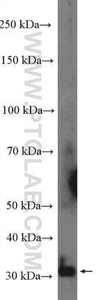 PRB3 Antibody in Western Blot (WB)