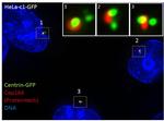 CEP164 Antibody in Immunocytochemistry (ICC/IF)