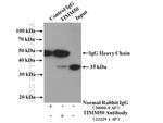 TIMM50 Antibody in Immunoprecipitation (IP)