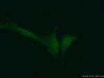 ASF1A Antibody in Immunocytochemistry (ICC/IF)