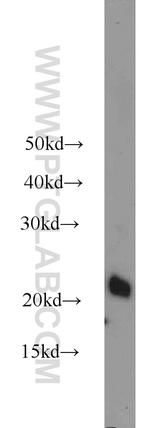 ASF1A Antibody in Western Blot (WB)