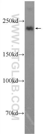 MYH1-internal Antibody in Western Blot (WB)