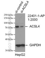 ACSL4/FACL4 Antibody in Western Blot (WB)