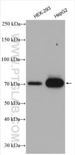 ACSL4/FACL4 Antibody in Western Blot (WB)