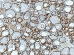 Casein Kinase 2 beta Antibody in Immunohistochemistry (Paraffin) (IHC (P))