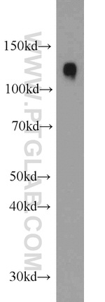 SRGAP2 Antibody in Western Blot (WB)