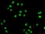 ATOX1 Antibody in Immunocytochemistry (ICC/IF)