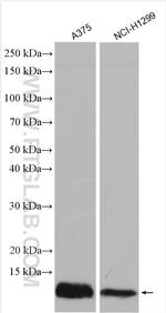 ATOX1 Antibody in Western Blot (WB)