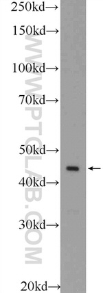 ESRRB Antibody in Western Blot (WB)
