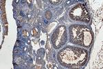 FSHR Antibody in Immunohistochemistry (Paraffin) (IHC (P))