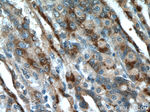 A4GNT Antibody in Immunohistochemistry (Paraffin) (IHC (P))