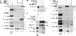 PRDX1 Antibody in Western Blot (WB)