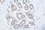 WHSC1 Antibody in Immunohistochemistry (Paraffin) (IHC (P))